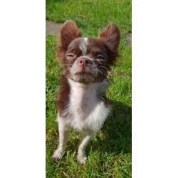 Mini chihuahua choco bont reu
