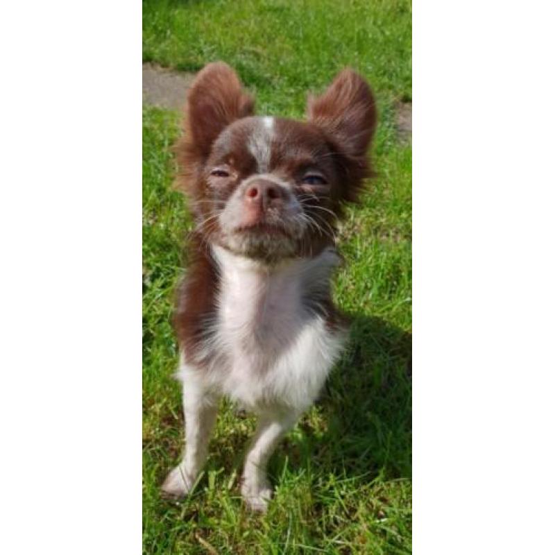 Mini chihuahua choco bont reu
