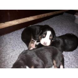 Raszuivere Grote Zwitserse Sennenhond pups