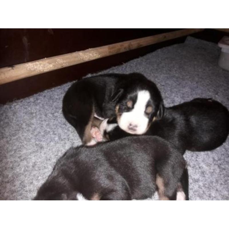 Raszuivere Grote Zwitserse Sennenhond pups