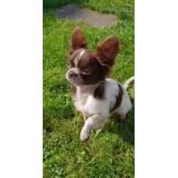 Mini chihuahua choco bont reu