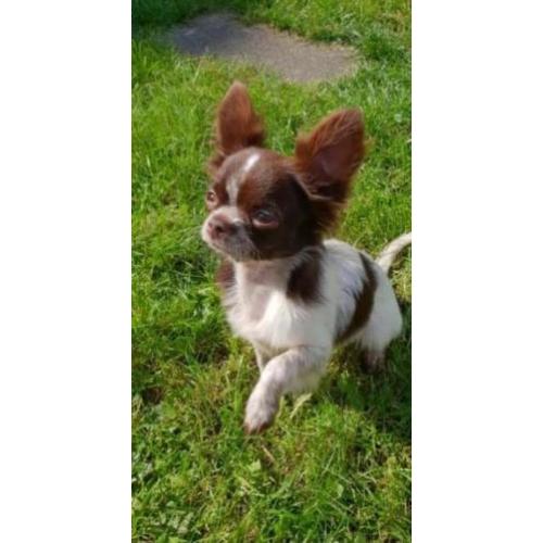 Mini chihuahua choco bont reu