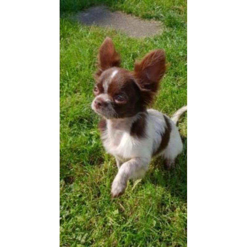 Mini chihuahua choco bont reu