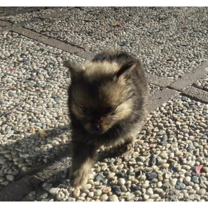 Pomeranian (dwergkees) x kleinkees