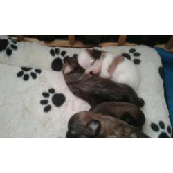 Ras zuiver shih shu pups
