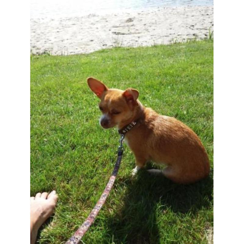 Chihuahua van 4 jaar oud.