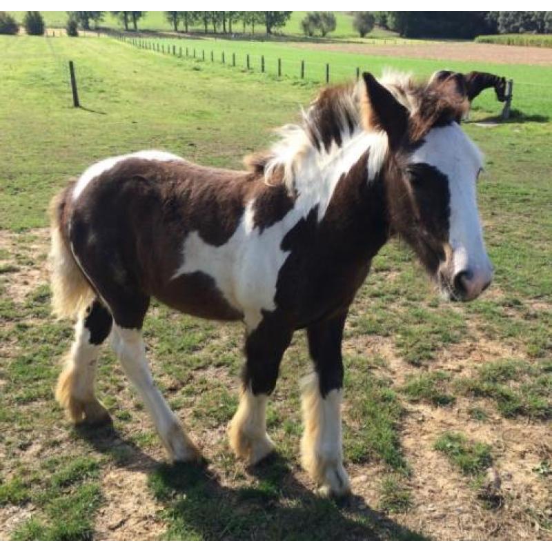 Irish Cob / Tinker veulen met stamboom. VERKOCHT