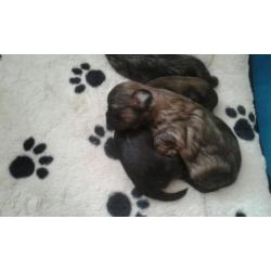 Ras zuiver shih shu pups