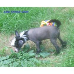 Chinese Naakthond pup met stamboom