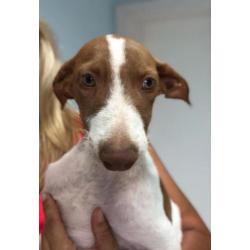 Lilo, 5 maand