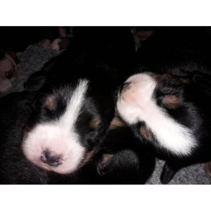 Raszuivere Grote Zwitserse Sennenhond pups