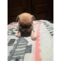Chihuahua puppy's