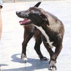 ACE: Temperanillo, Podenco Maneto mix, speels en vriendelijk