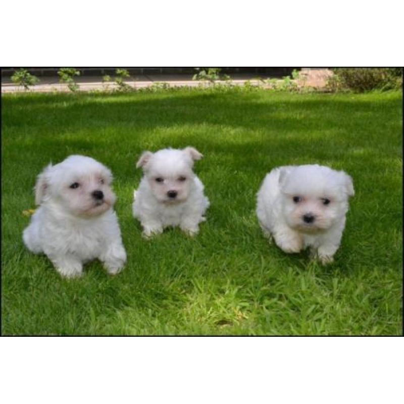 Maltezer pups