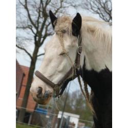Meerdere irish cobs / tinker merries / veulens