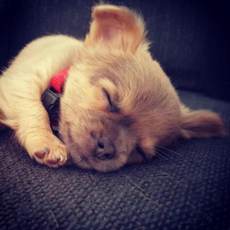 Super lief langhaar chihuahua pupje