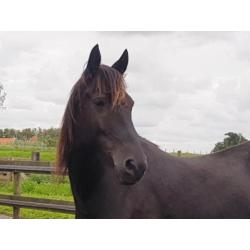 Schitterende zwarte 6 jarige ruin 1.55 m Andalusier x Fries