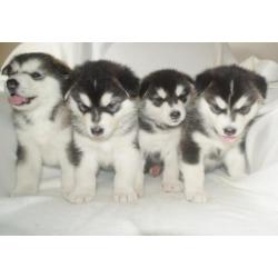 Alaskan malamute pups met stamboom!