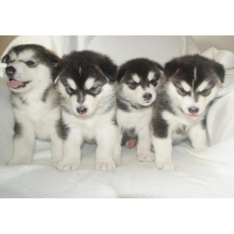 Alaskan malamute pups met stamboom!