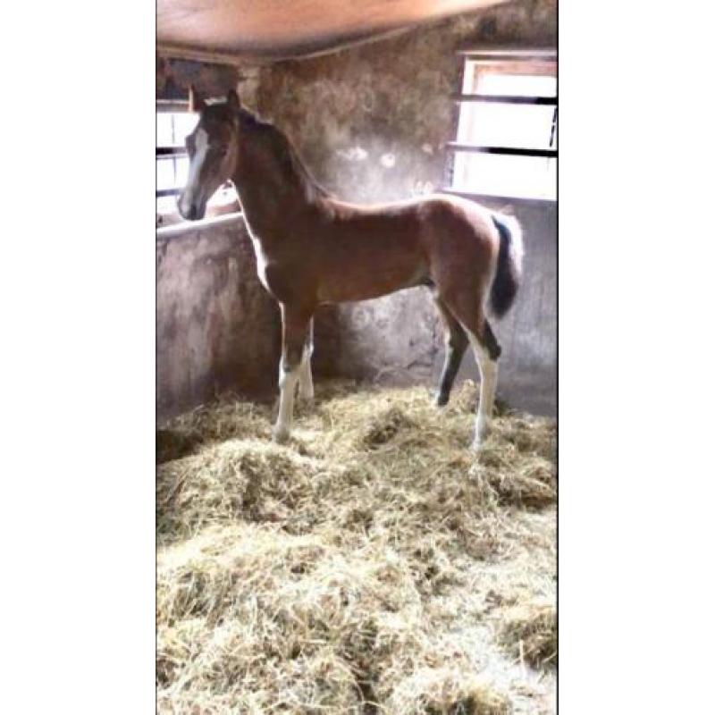 Super mooie kampioen tuigpaard fokmerrie en hackney veulen