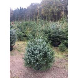 kerstbomen