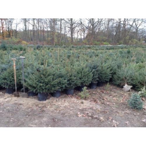 kerstbomen