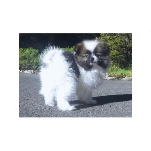 Pomeranian teefjes