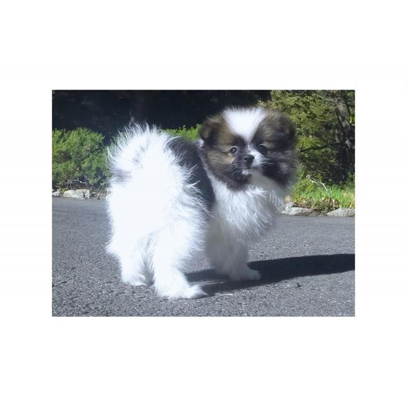 Pomeranian teefjes